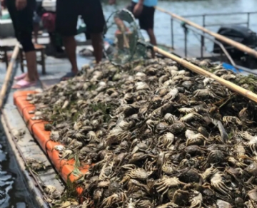 中国的螃蟹和泥蟹是如何养殖的？
