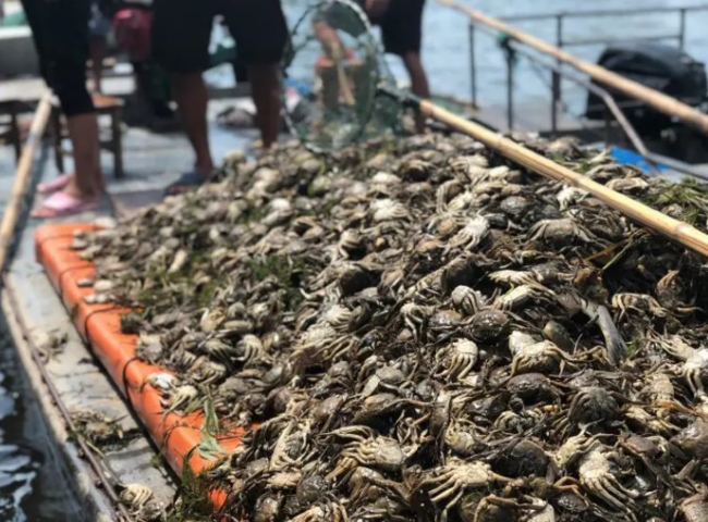 [苏州希特高纯气体设备有限公司] 中国的螃蟹和泥蟹是如何养殖的？